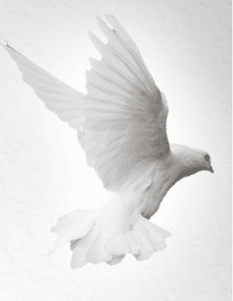 Dover Tuft III Obituary