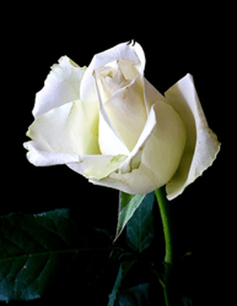 Sarilyn (Sharilyn) Richardson Graham Obituary